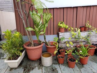 （分類：）位於 。 由 jpauw 提交（商品編號 1105914788，圖片 1）。簡介： 。