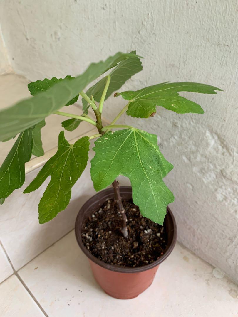 Young Fig Plant 2 / Rooted fig fruit stem cutting , Furniture & Home
