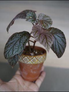 （分類：）位於 。 由 cw.wu 提交（商品編號 1113454713，圖片 1）。簡介： 。