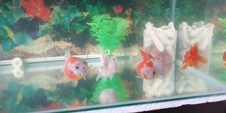 (Category: ) located in . Submitted by samomk (Listing ID 1113358912, Image 1). Description: .