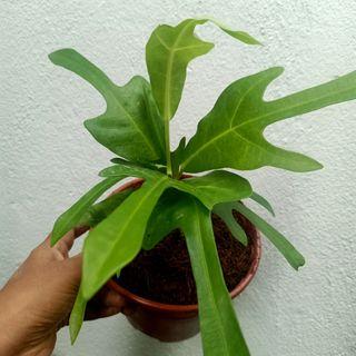 Croton, Pokok Puding