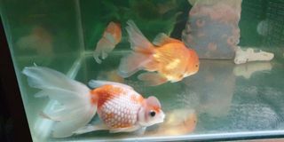 (Category: ) located in . Submitted by samomk (Listing ID 1113357064, Image 1). Description: .