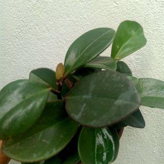 Pepperomia Plant