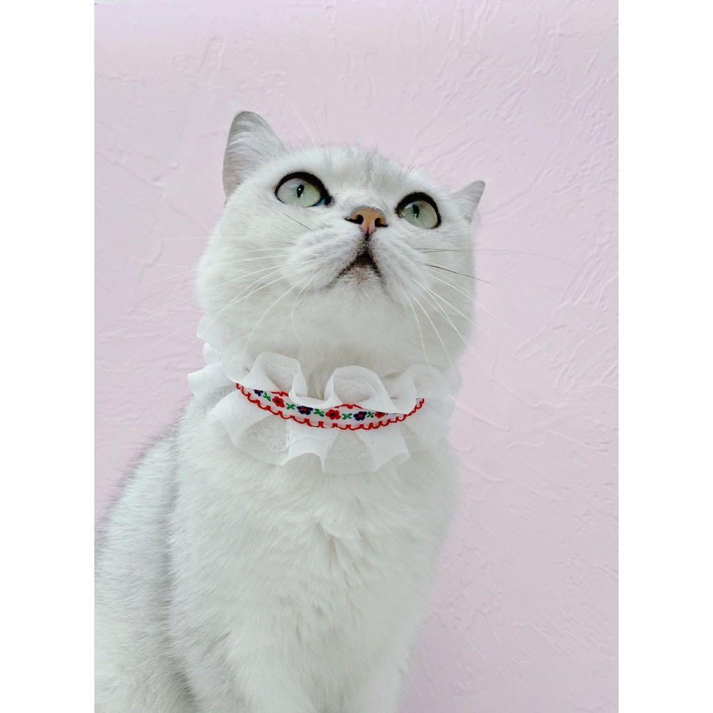 Cat 2024 style headband