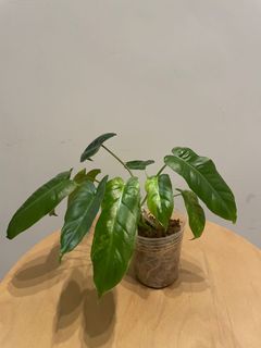 （分類：）位於 。 由 pothos852 提交（商品編號 1113480906，圖片 1）。簡介： 。