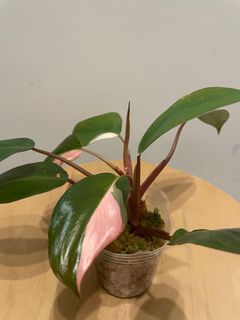 （分類：）位於 。 由 pothos852 提交（商品編號 1113481448，圖片 1）。簡介： 。