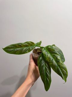 （分類：）位於 。 由 pothos852 提交（商品編號 1113482105，圖片 1）。簡介： 。