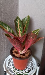 (Category: ) located in . Submitted by littlegreencorner (Listing ID 1113611265, Image 1). Description: .
