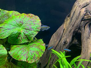 (Category: ) located in . Submitted by sg.aqualife (Listing ID 1113654278, Image 1). Description: .
