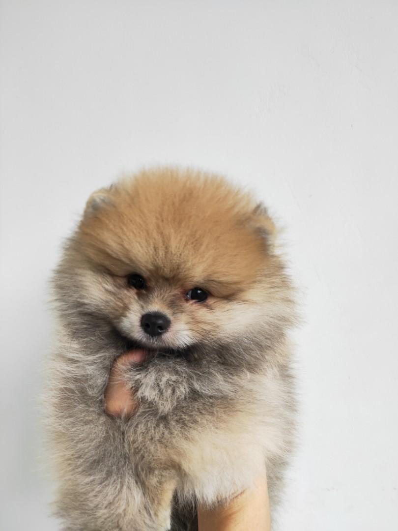 Dijual Anjing Mini Pom 9 minggu JANTAN dari House of Pomeranian