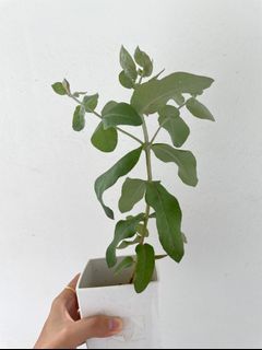 (Category: ) located in . Submitted by myaromaticgarden (Listing ID 1105365322, Image 1). Description: .
