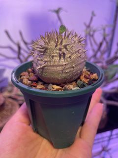 （分類：）位於 。 由 baxter.m 提交（商品編號 1113669047，圖片 1）。簡介： 。
