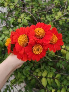 Mexican sunflower seeds