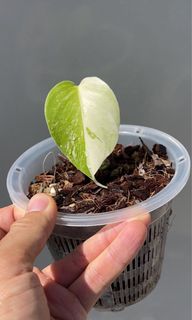（分類：）位於 。 由 baxter.m 提交（商品編號 1113816618，圖片 1）。簡介： 。