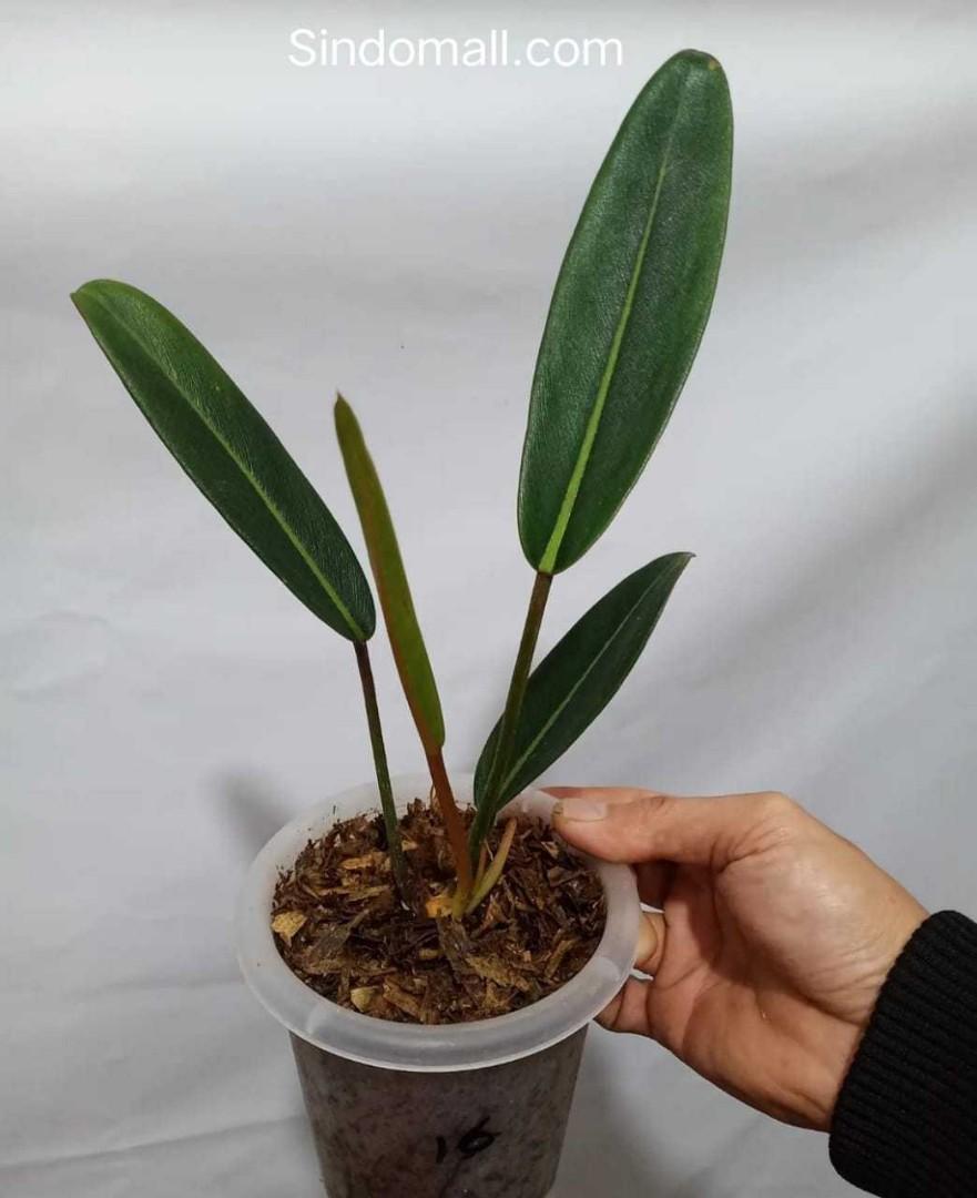 Philodendron Callosum (Y-545), Furniture & Home Living, Gardening, Plants &  Seeds on Carousell