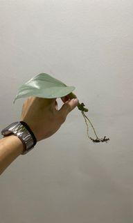 Philodendron Hastatum (Silver Sword)