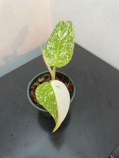 （分類：）位於 。 由 baxter.m 提交（商品編號 1113737109，圖片 1）。簡介： 。