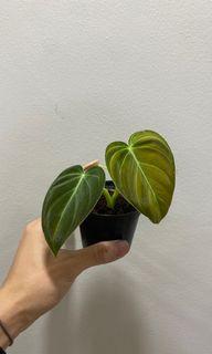 Philodendron Melanochrysum