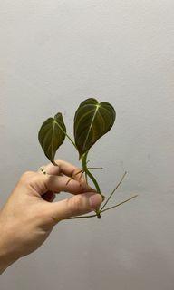 Philodendron Melanochrysum.