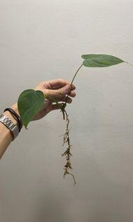 Philodendron Tenue rooted cuttings