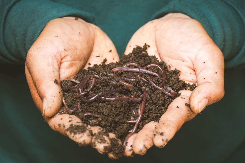 African Night Crawler Worms (100 pcs), Furniture & Home Living, Gardening,  Plants & Seeds on Carousell