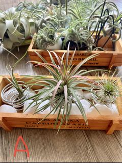 (Category: ) located in . Submitted by growforlife (Listing ID 1113992832, Image 1). Description: .