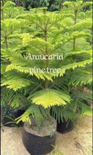 Araucaria Pine Tree (3ft-4ft)