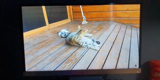 (Category: ) located in . Submitted by cleverturtle_9c296f (Listing ID 1113987927, Image 1). Description: .