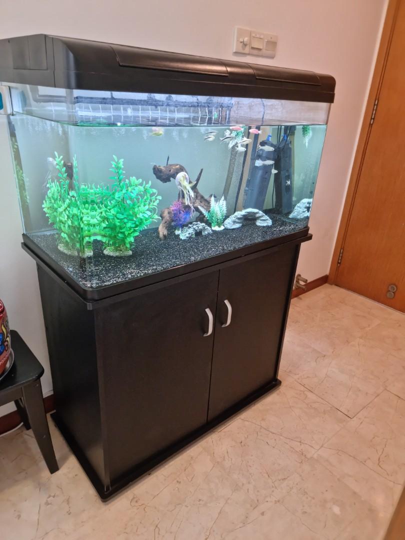 filter tropical fish tank
