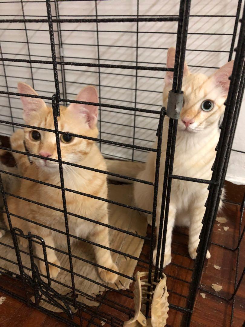 Kucing manja 6 bulan free, Pet Supplies, Pet Accessories on Carousell