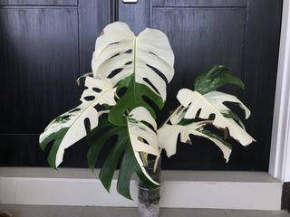 (Category: ) located in . Submitted by potfoliage (Listing ID 1114035006, Image 1). Description: .