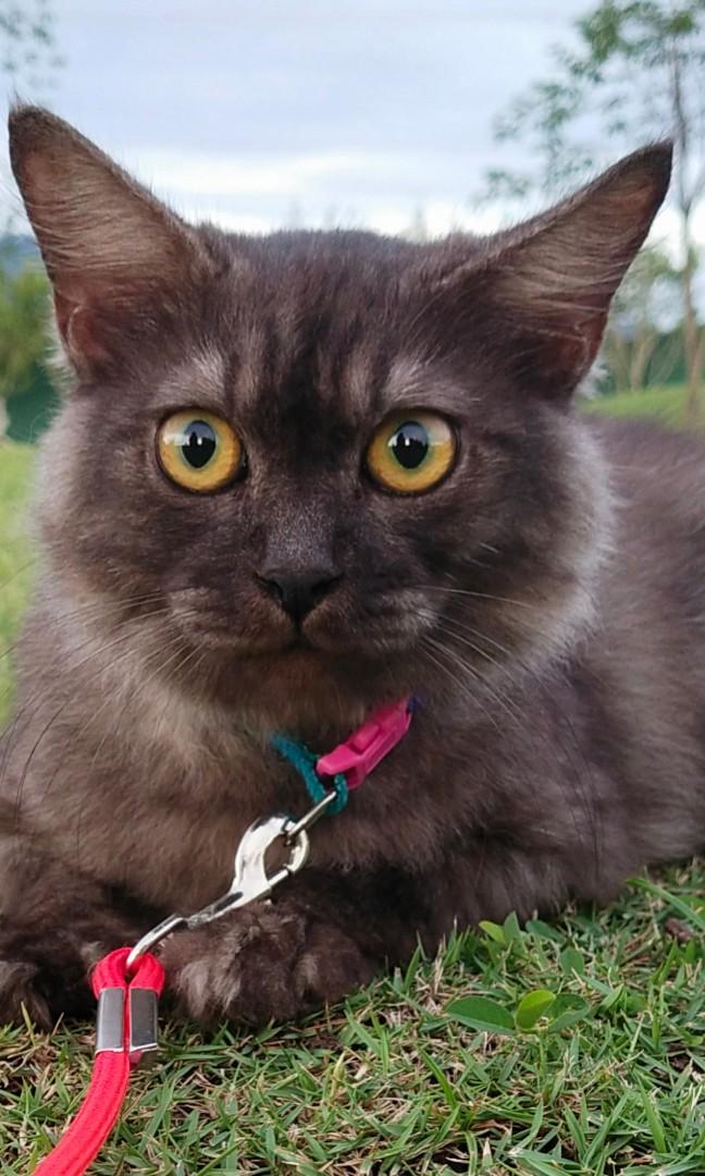 Harga kucing domestic long hair top