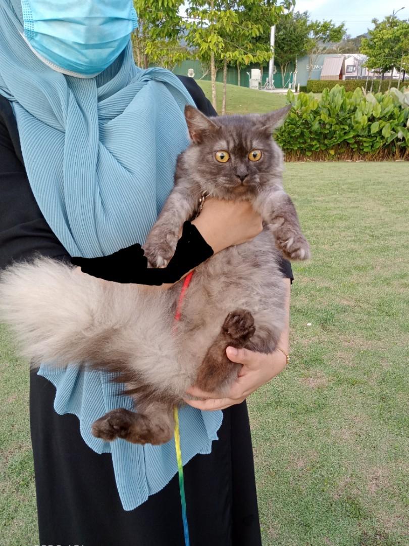 Kucing domestic long hair clearance