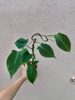(Category: ) located in . Submitted by leplant (Listing ID 1114063207, Image 1). Description: .
