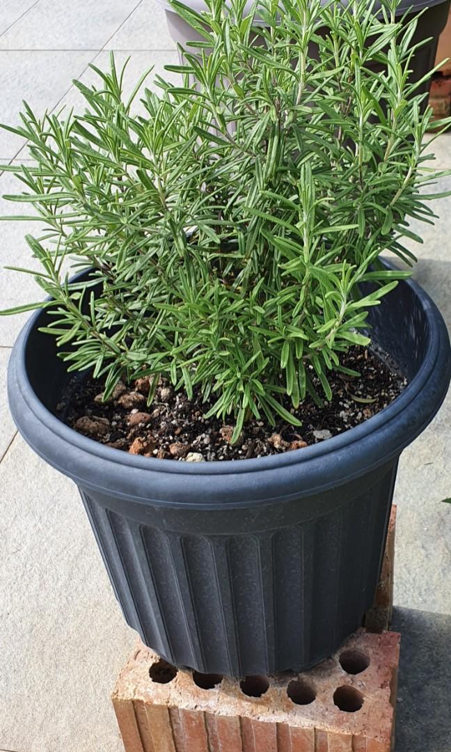 Rosemary, Furniture & Home Living, Gardening, Plants & Seeds on Carousell