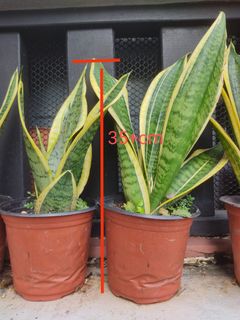 (Category: ) located in . Submitted by z.l.w (Listing ID 1113136429, Image 1). Description: .