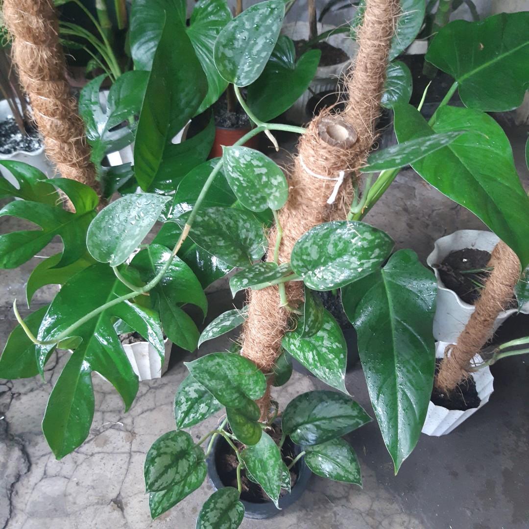 Trailing plants with pole (Category: Plants & Seeds) located in Antipolo. Submitted by blueshopvintage (Listing ID 1113989510, Image 1). Description: chiapense 300 dragonstail 300 silversatin 350 cordatum 350 spadeleaf philo 450.