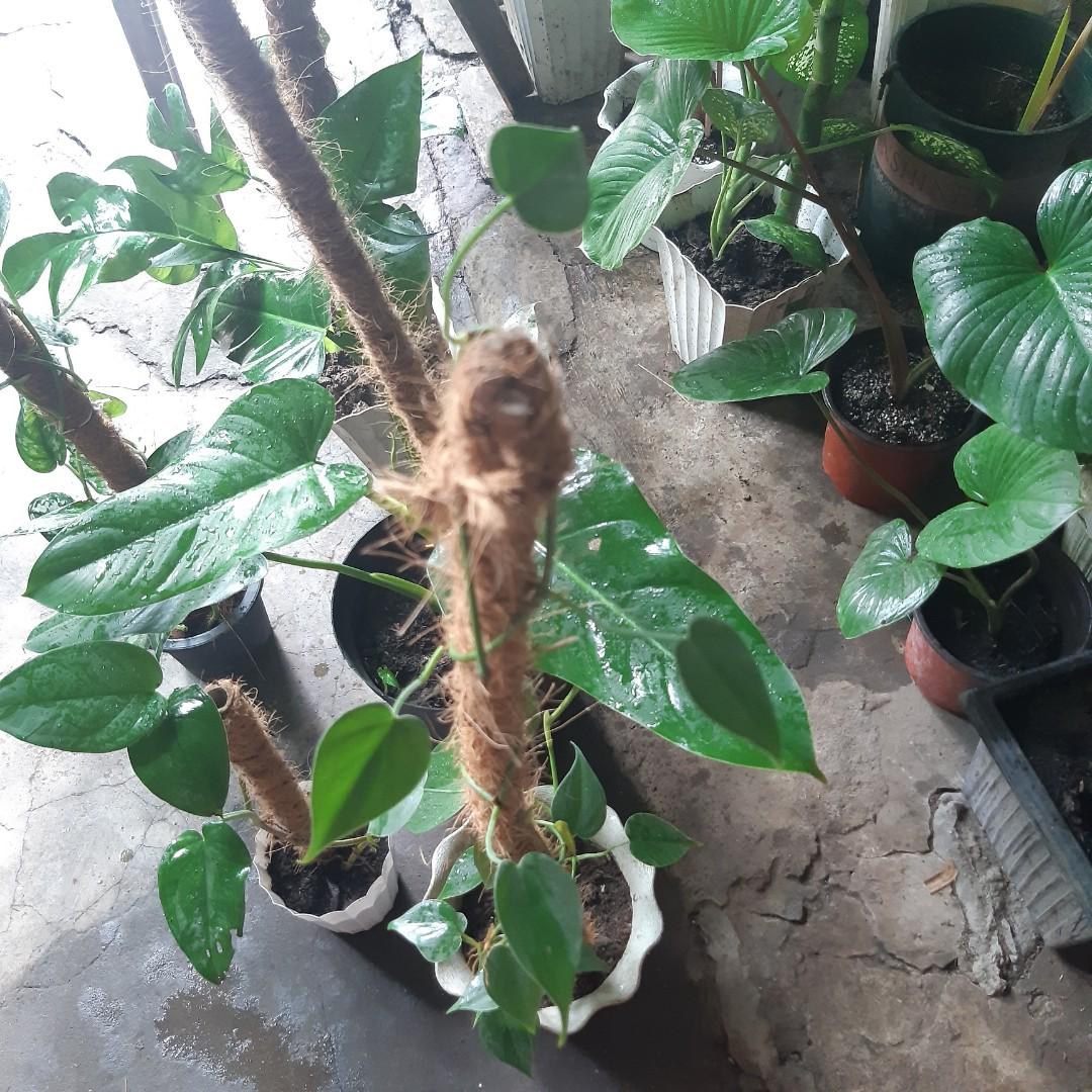 Trailing plants with pole (Category: Plants & Seeds) located in Antipolo. Submitted by blueshopvintage (Listing ID 1113989510, Image 3). Description: chiapense 300 dragonstail 300 silversatin 350 cordatum 350 spadeleaf philo 450.