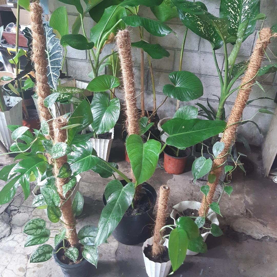 Trailing plants with pole (Category: Plants & Seeds) located in Antipolo. Submitted by blueshopvintage (Listing ID 1113989510, Image 2). Description: chiapense 300 dragonstail 300 silversatin 350 cordatum 350 spadeleaf philo 450.