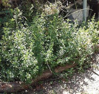 Basil Mint Cuttings - Croydon