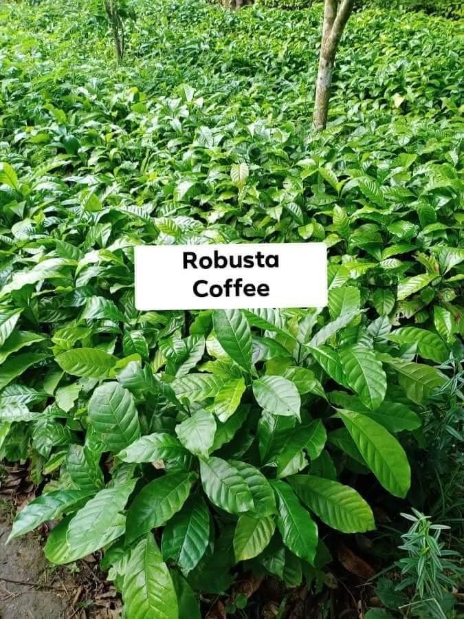 Coffee Seedlings Robusta and Arabica, Furniture & Home Living