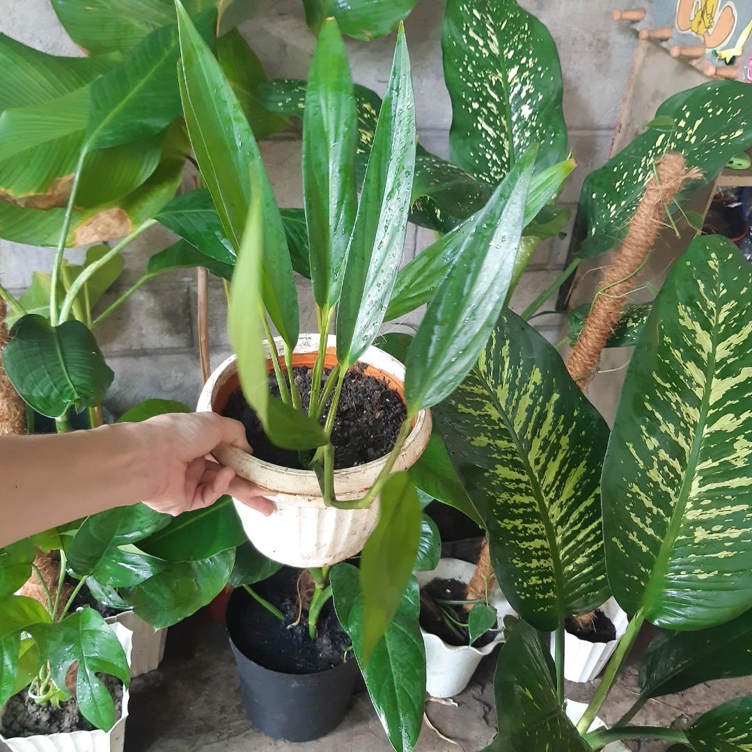 Trailing plants (Category: Plants & Seeds) located in Antipolo. Submitted by blueshopvintage (Listing ID 1114291404, Image 2). Description: trailing plants for sale with poles all stable..