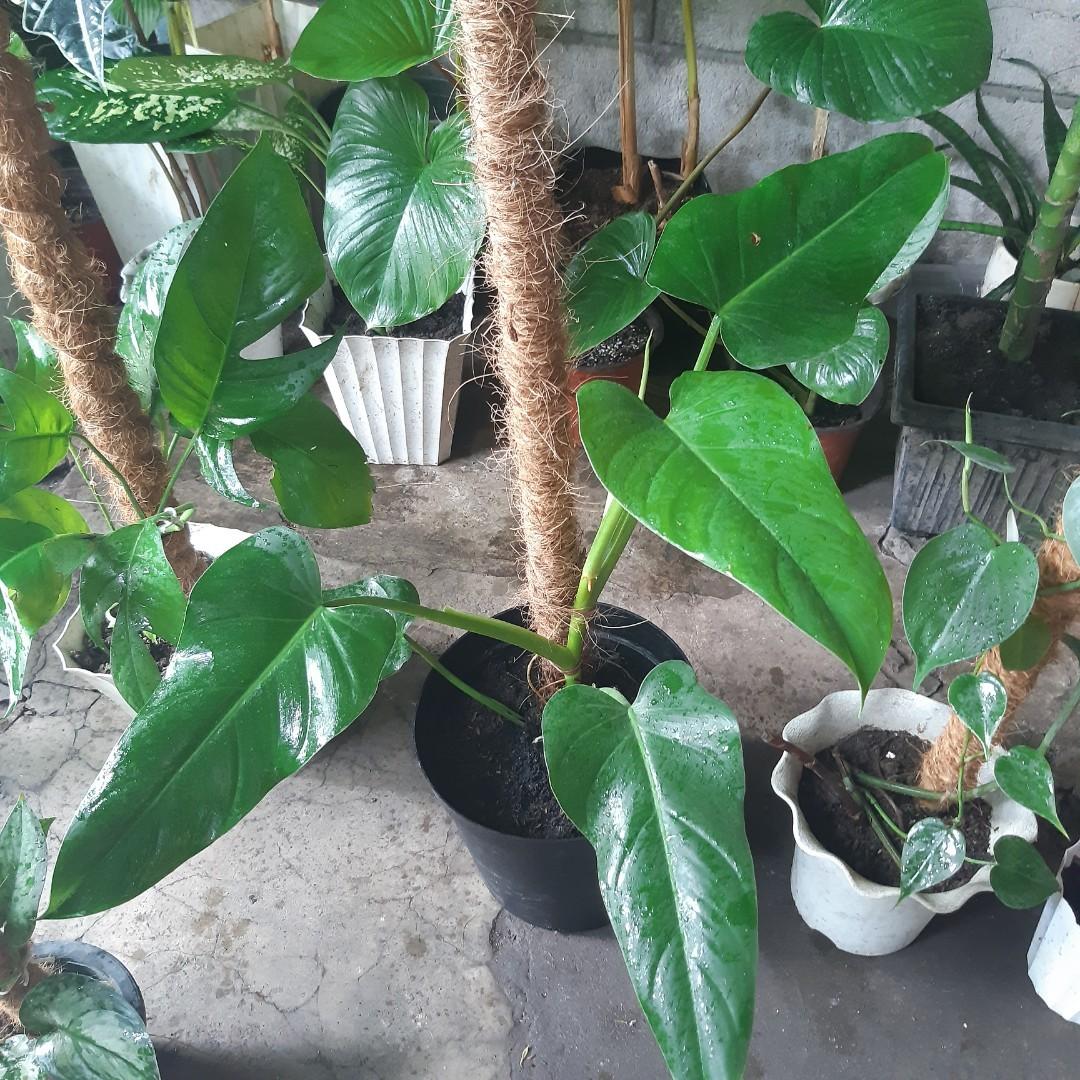 Trailing plants (Category: Plants & Seeds) located in Antipolo. Submitted by blueshopvintage (Listing ID 1114291404, Image 3). Description: trailing plants for sale with poles all stable..