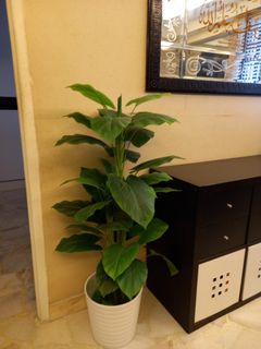 (Category: ) located in . Submitted by nanaaffandi (Listing ID 1113605758, Image 1). Description: .