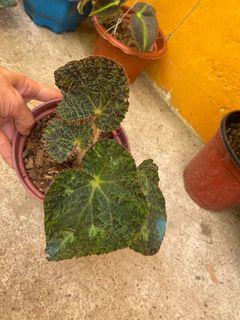 Sexy Pink Caladium Big Leaves Furniture Home Living Gardening Plants Seeds On Carousell Sexy Pink Caladium Big Leaves Furniture Home Living Gardening Plants Seeds On Carousell