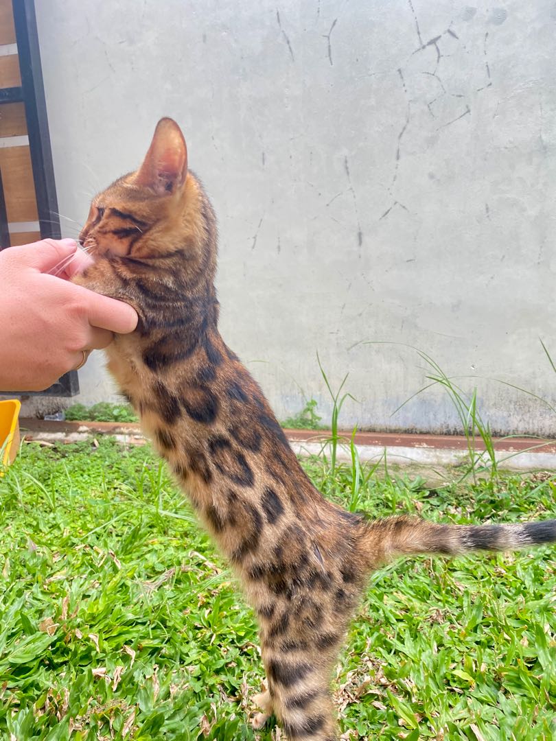 Kucing Bengal, Perlengkapan Hewan, Makanan Hewan di Carousell