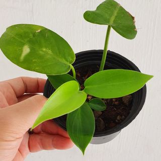 (Category: ) located in . Submitted by pnp_plantae (Listing ID 1114414242, Image 1). Description: .