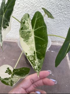 (Category: ) located in . Submitted by plantnappers (Listing ID 1114442425, Image 1). Description: .