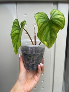 （分類：）位於 。 由 baxter.m 提交（商品編號 1114627261，圖片 1）。簡介： 。