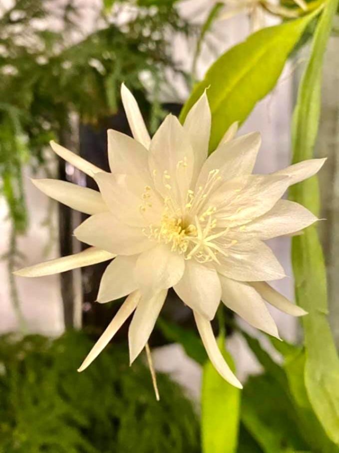 Plant Epiphyllum Oxypetalum Dutchman S Pipe Cactus Queen Of The Night Keng Hwa 昙花 15cm Pot Furniture Home Living Gardening Plants Seeds On Carousell